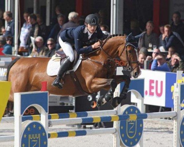 jumper Cor Dela Rossa Z (Zangersheide riding horse, 2004, from Cor D'Alme Z)