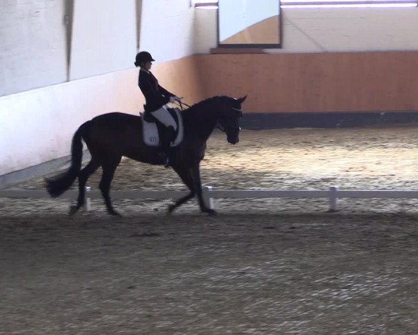 Reitturnier Datteln 2021