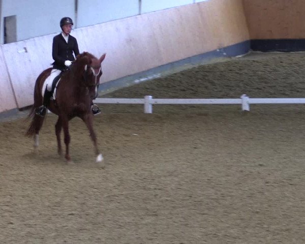 Reitturnier Datteln 2021