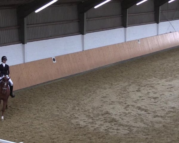 Reitturnier Datteln 2021