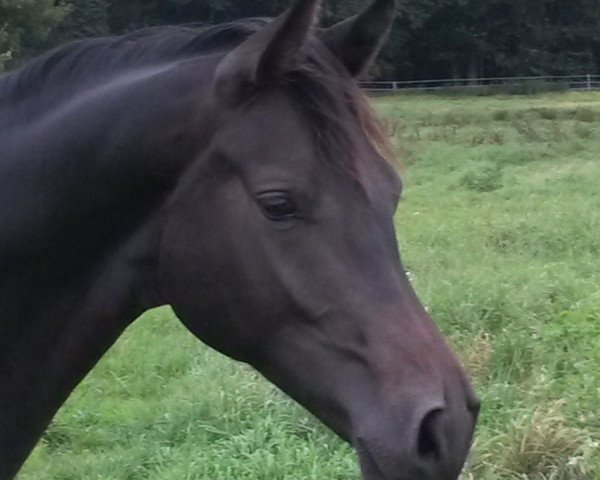Dressurpferd Rockenfeller (Westfale, 2013, von Rock Forever NRW)
