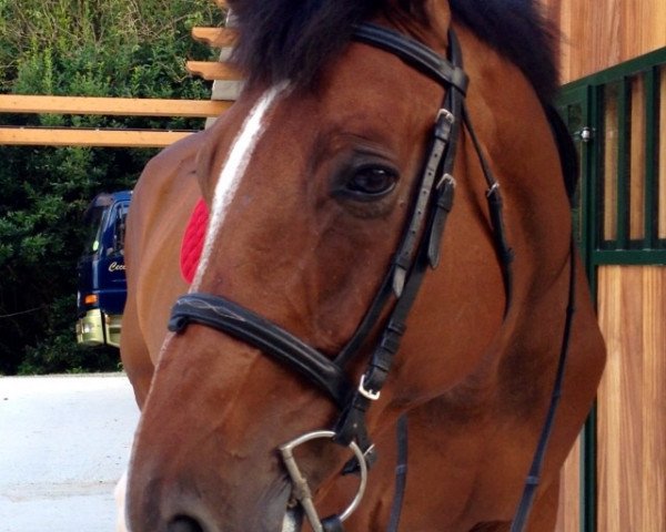 horse Quipso (Hanoverian, 2004, from Quidam's Rubin)