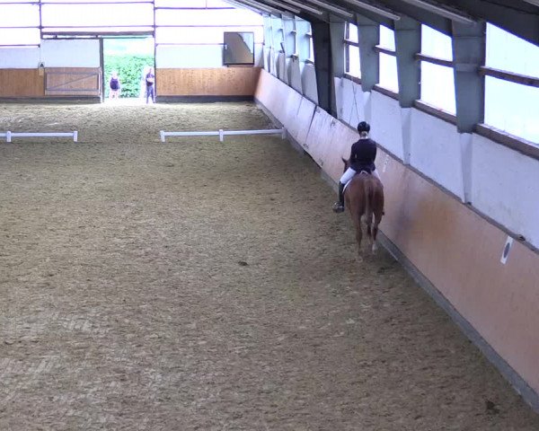 Reitturnier Datteln 2021