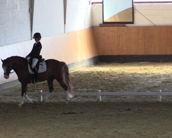 Reitturnier Datteln 2021