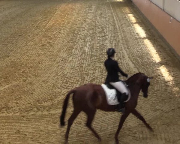 Reitturnier Datteln 2021