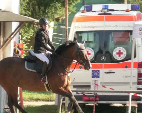 Springturnier und Reiterfest Königsbach 2021