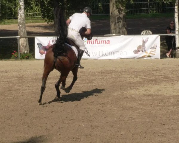 Springturnier und Reiterfest Königsbach 2021