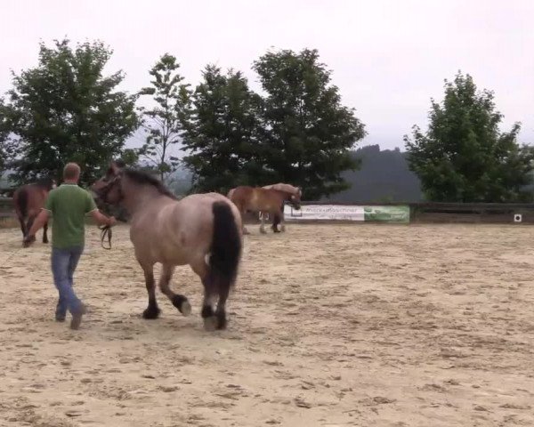 Stuten- und Fohlenschau in Eslohe- Schwartmecke 2016