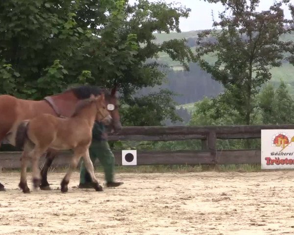 Stuten- und Fohlenschau in Eslohe- Schwartmecke 2016