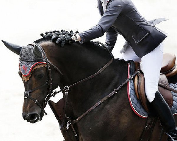 stallion Mustax Catoki's Cannon (Holsteiner, 2005, from Catoki)