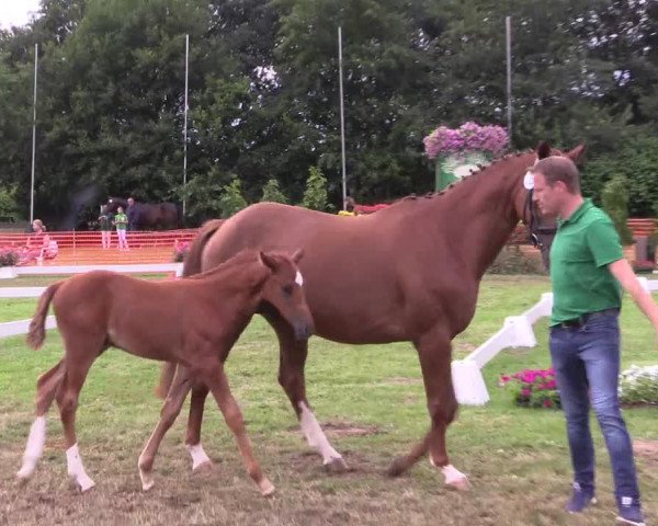 Stuten- und Fohlenschau in Hünxe 2016