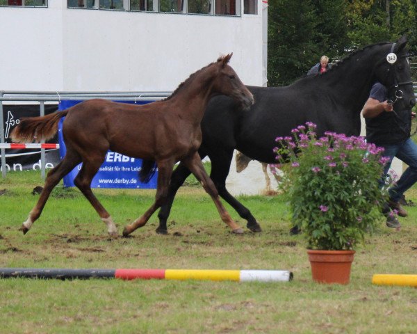 broodmare Calea (Holsteiner, 2014, from Caleon)