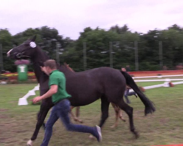 Stuten- und Fohlenschau in Hünxe 2016
