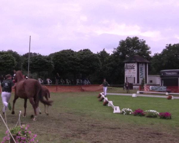 Stuten- und Fohlenschau in Hünxe 2016