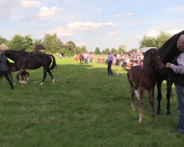 Stuten- und Fohlenschau in Friedewalde 2016