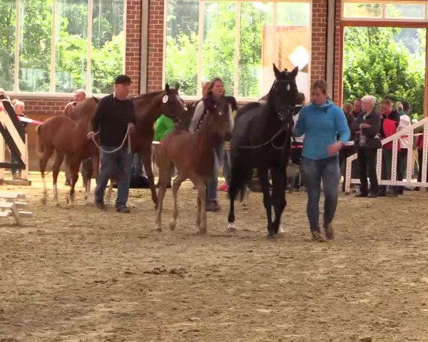 Stuten- und Fohlenschau in Seppenrade 2016
