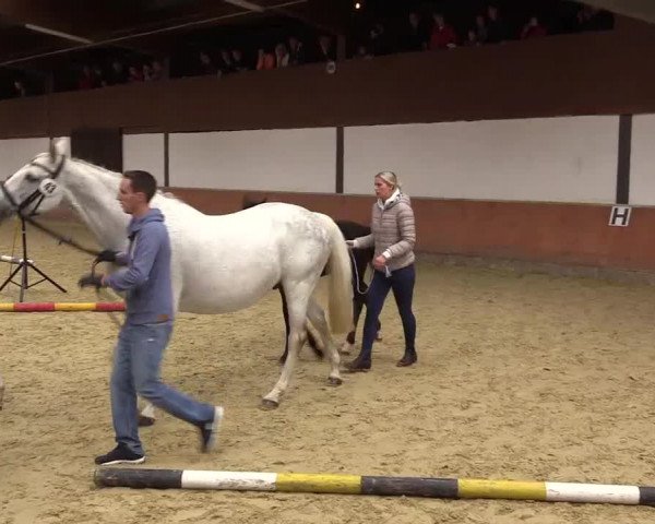 Stuten- und Fohlenschau in Attendorn- Niederhelden 2016