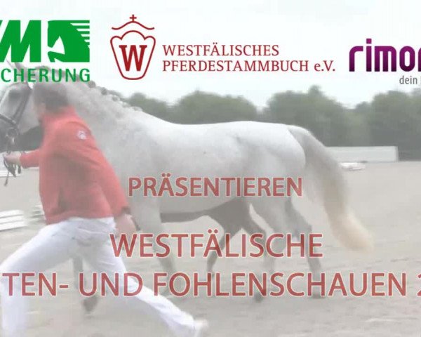 Stuten- und Fohlenschau in Steinhagen 2016