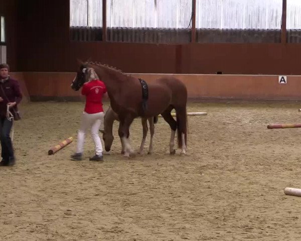 Stuten- und Fohlenschau in Attendorn- Niederhelden 2016