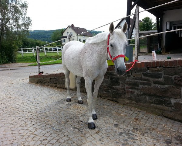 Pferd Linette (Linette 5) (KWPN (Niederländisches Warmblut), 1993, von Winckenburgh) Pferd Linette (Linette 5) (KWPN (Niederländisches Warmblut), 1993, von Winckenburgh)