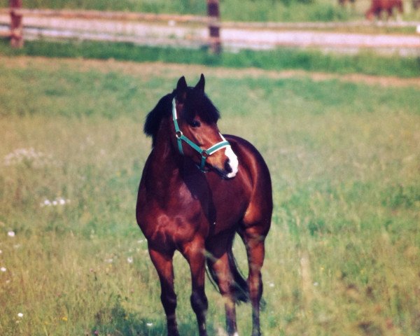 horse Starlight (German Riding Pony, 1983, from Silvertop's Ricco)