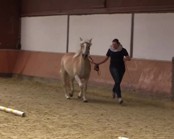 Stuten- und Fohlenschau in Attendorn- Niederhelden 2016