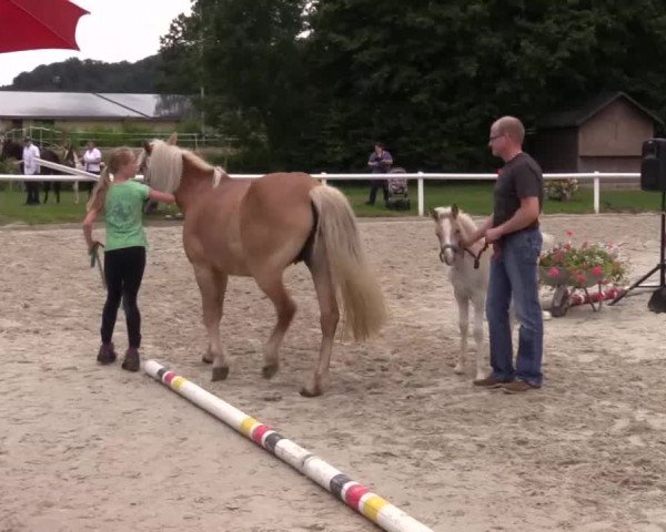 Stuten- und Fohlenschau in Brakel 2016