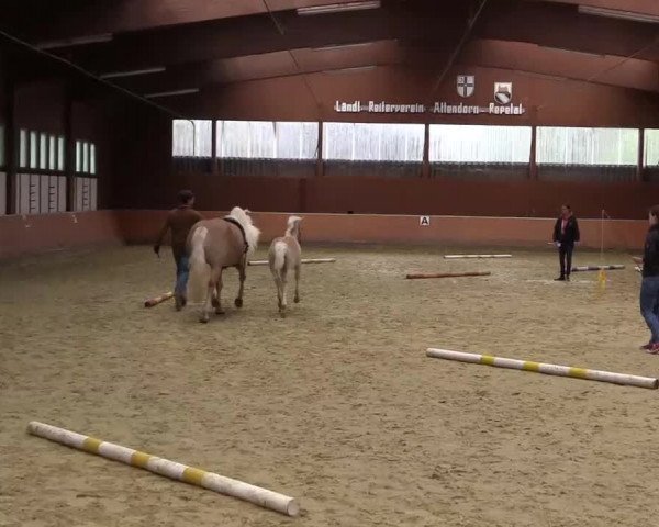 Stuten- und Fohlenschau in Attendorn- Niederhelden 2016