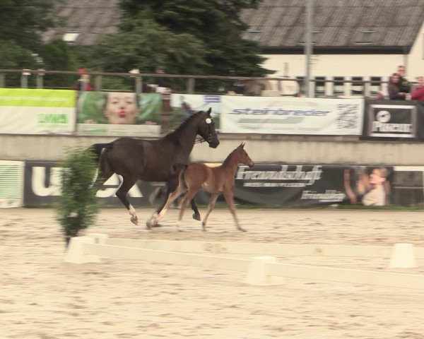 LVM Sichtung Fohlenchampionat Melle-Ostenfelde