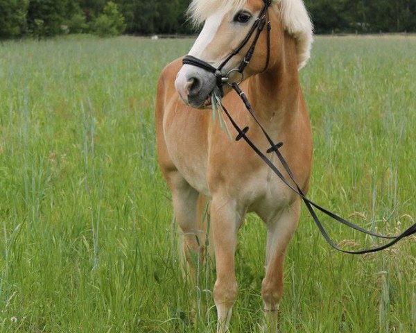 dressage horse Stilist 4 (Haflinger, 2002, from Steinach)