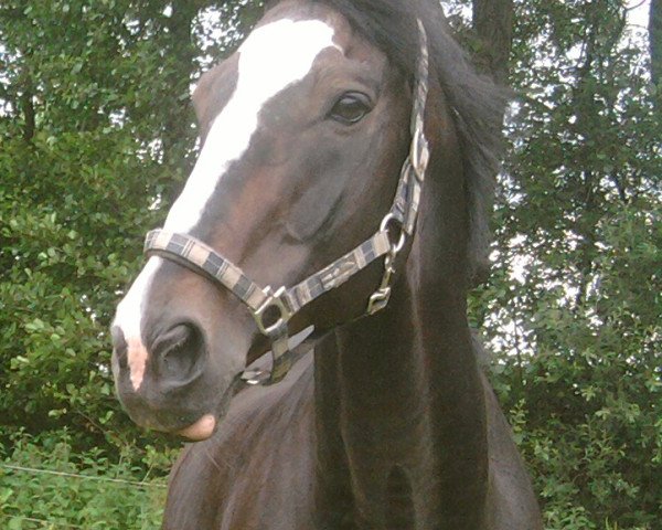 stallion Prinzregent (Bavarian, 1990, from Pilot) stallion Prinzregent (Bavarian, 1990, from Pilot)