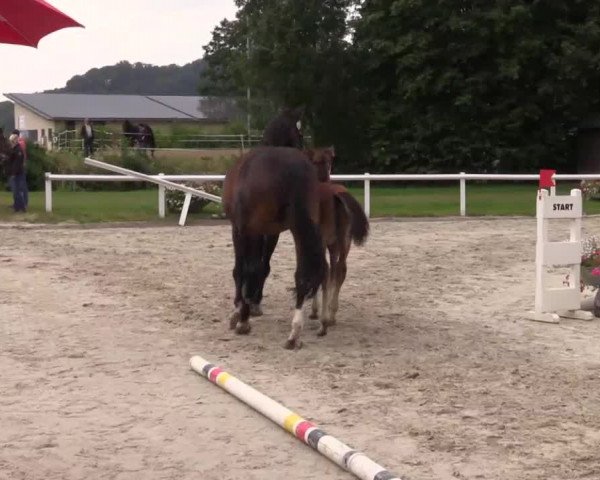Stuten- und Fohlenschau in Brakel 2016