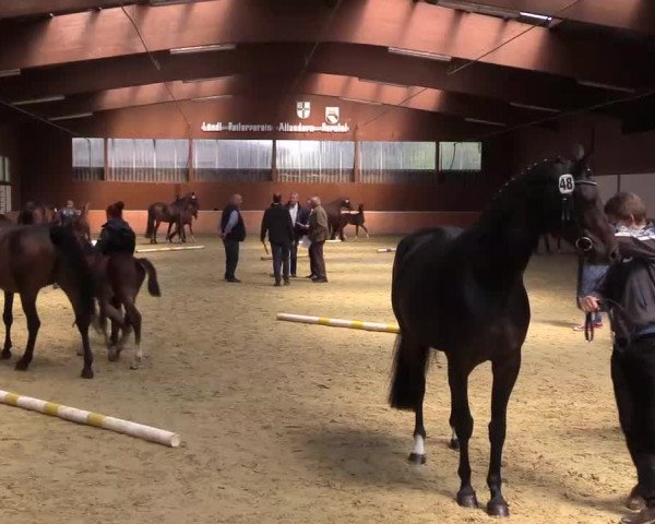 Stuten- und Fohlenschau in Attendorn- Niederhelden 2016