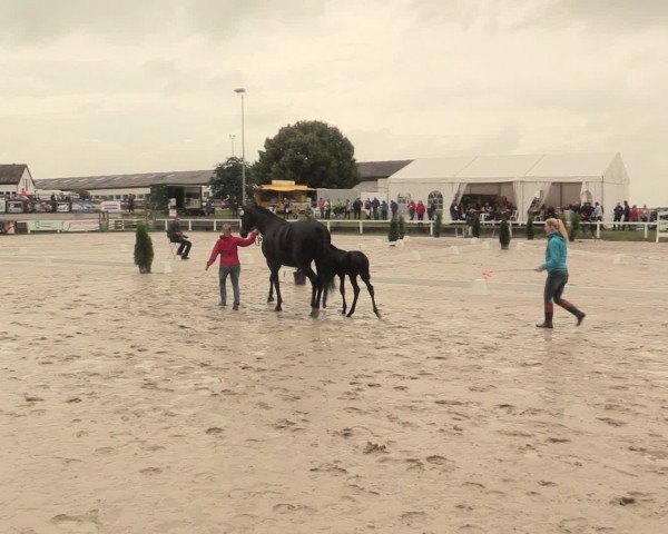LVM Sichtung Fohlenchampionat Melle-Ostenfelde