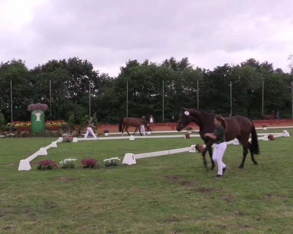Stuten- und Fohlenschau in Hünxe 2016