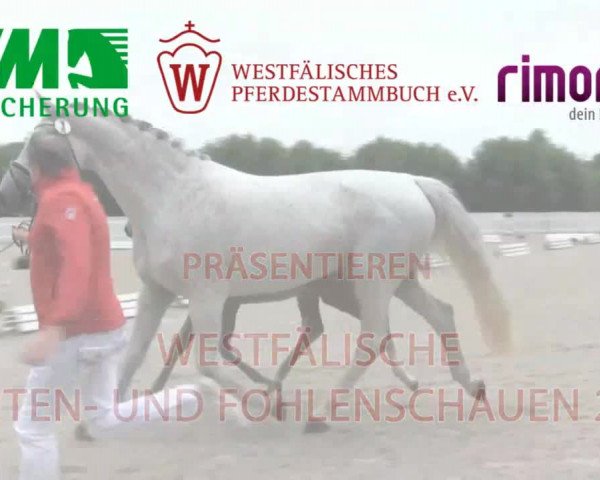 Stuten- und Fohlenschau in Rheine-Wadelheim 2016