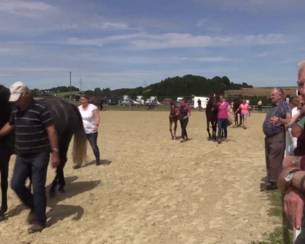 Stuten- und Fohlenschau in Brilon 2016