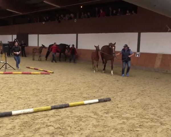 Stuten- und Fohlenschau in Attendorn- Niederhelden 2016