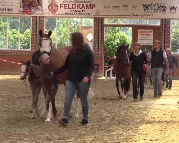 Stuten- und Fohlenschau in Seppenrade 2016