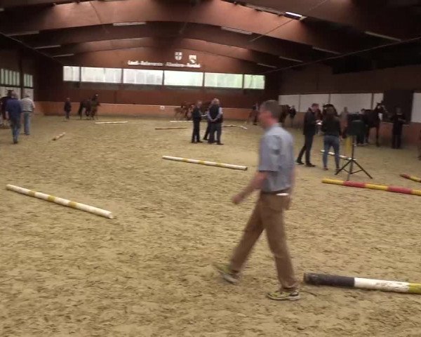 Stuten- und Fohlenschau in Attendorn- Niederhelden 2016