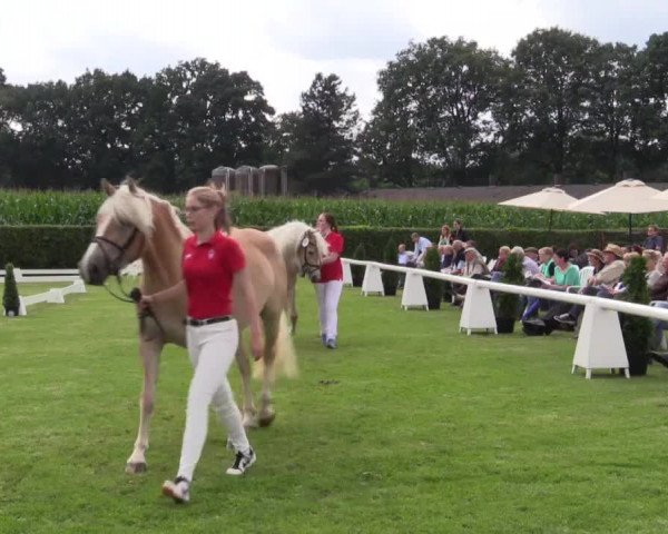 Stuten- und Fohlenschau in Münster- Handorf 2016