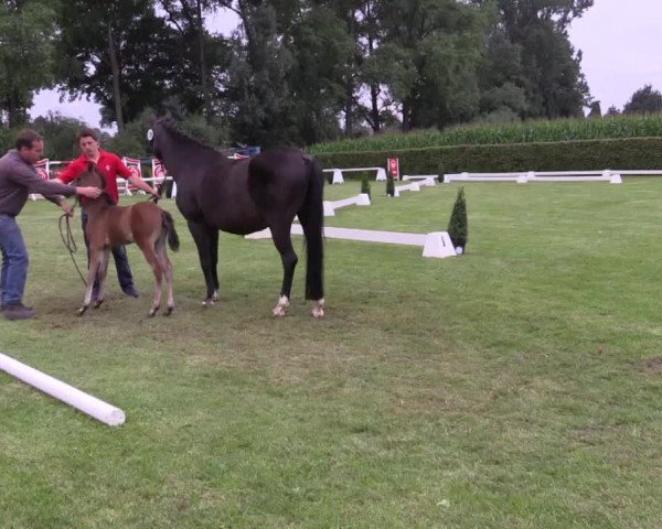 Stuten- und Fohlenschau in Münster- Handorf 2016