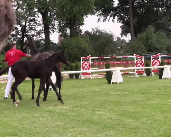 Stuten- und Fohlenschau in Münster- Handorf 2016
