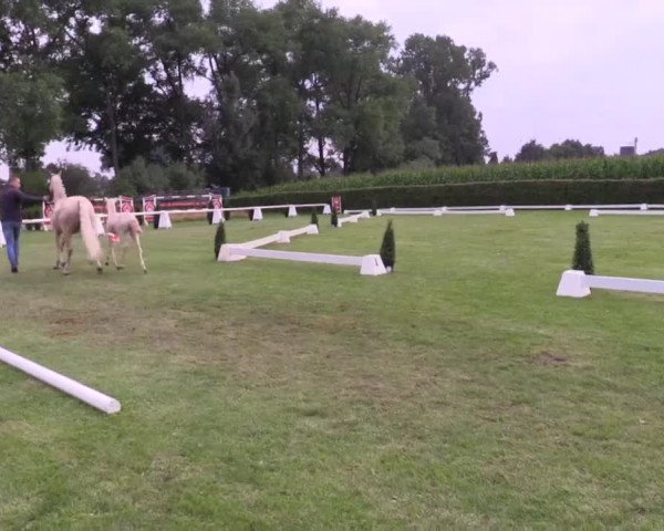 Stuten- und Fohlenschau in Münster- Handorf 2016