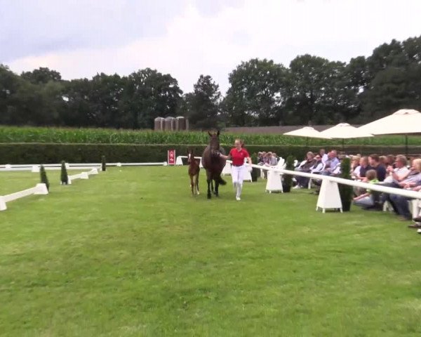 Stuten- und Fohlenschau in Münster- Handorf 2016