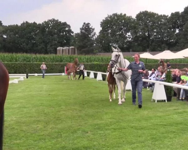 Stuten- und Fohlenschau in Münster- Handorf 2016