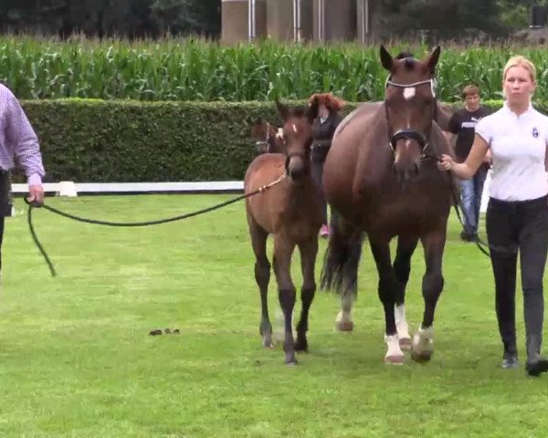 Stuten- und Fohlenschau in Münster- Handorf 2016
