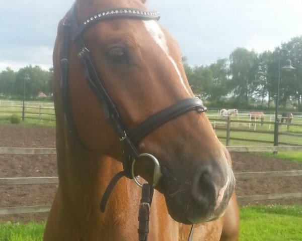 horse Sir Firefox (Oldenburg, 2010, from Sir Donnerhall II OLD)