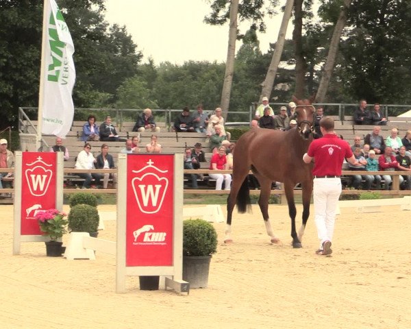 51. Westfälische Eliteschau Reitpferde-, Friesen- und Kaltblutstuten