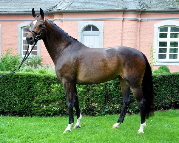 Zuchtstute Ithaka 6 (Oldenburger, 2009, von Sir Donnerhall I)